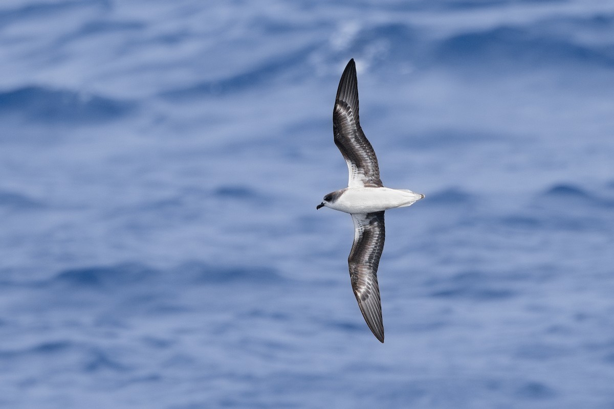 Zino's Petrel - ML620752839