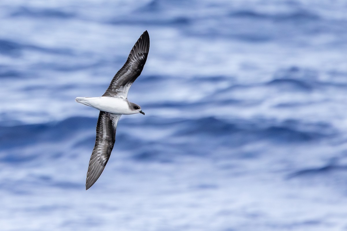 Zino's Petrel - ML620752840