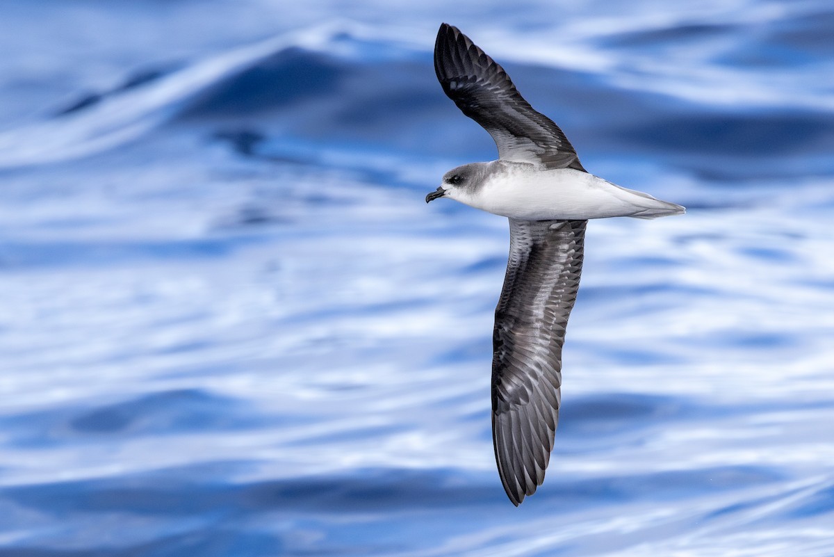 Zino's Petrel - Marcin Dyduch