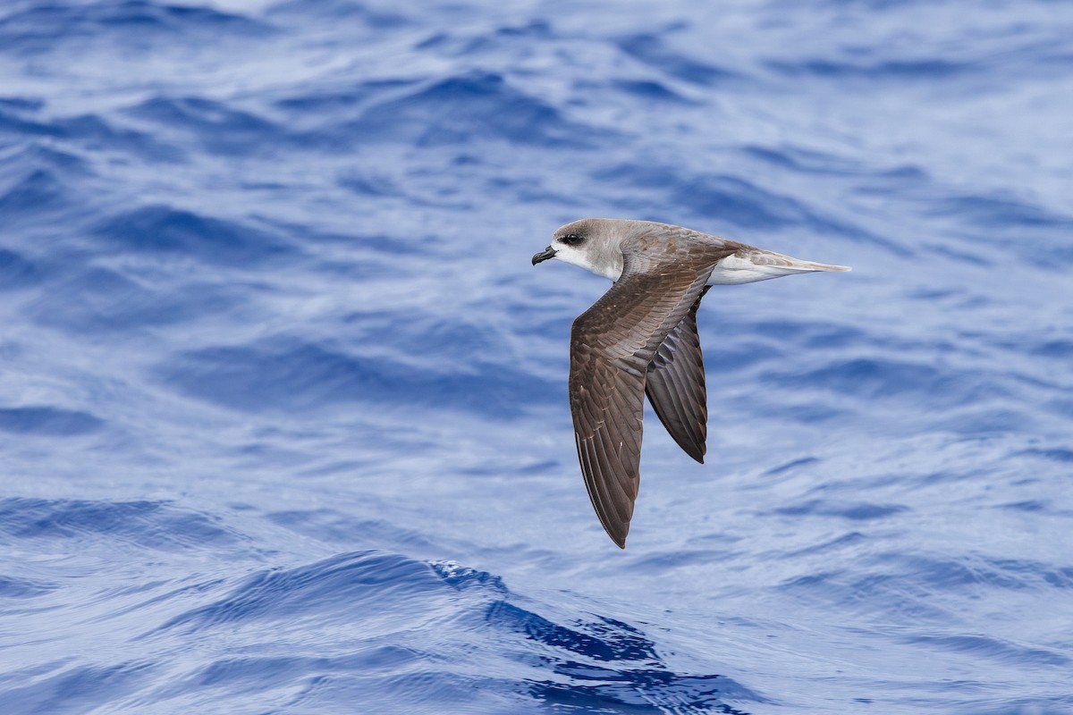 Zino's Petrel - ML620752842