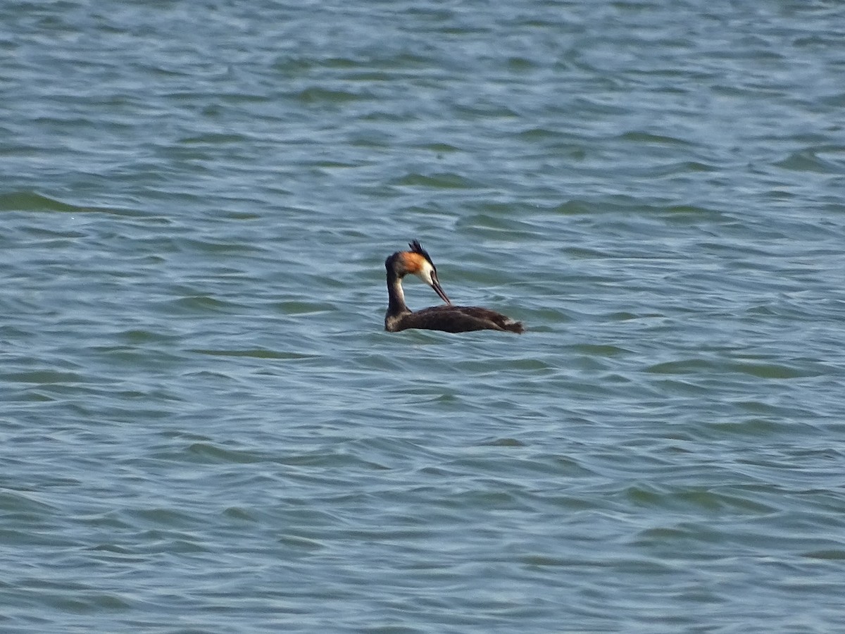 Great Crested Grebe - ML620752856