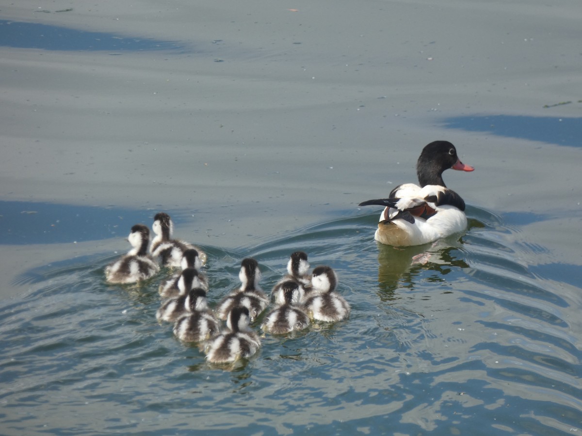 Common Shelduck - ML620752867