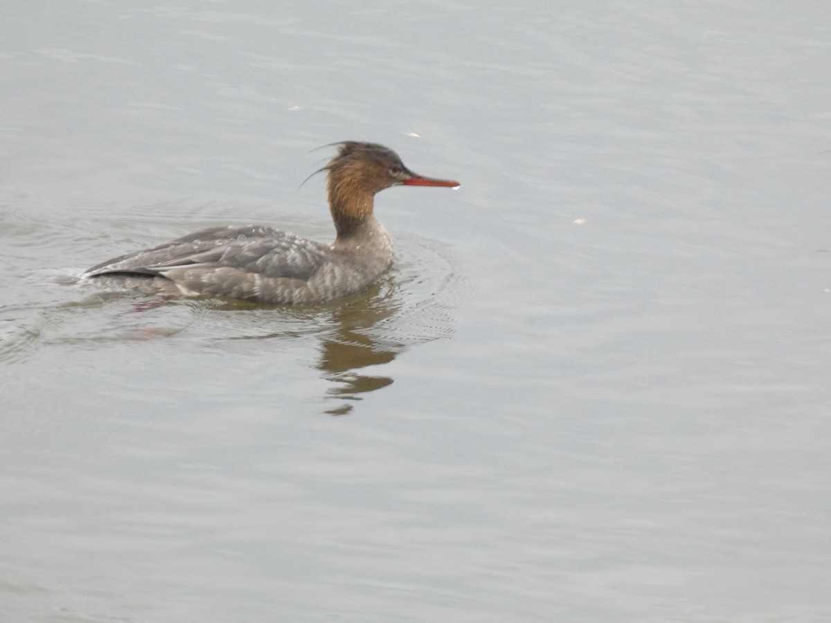 Red-breasted Merganser - ML620752891