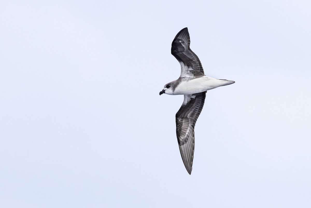 Petrel Gongón (Islas Desertas) - ML620752902