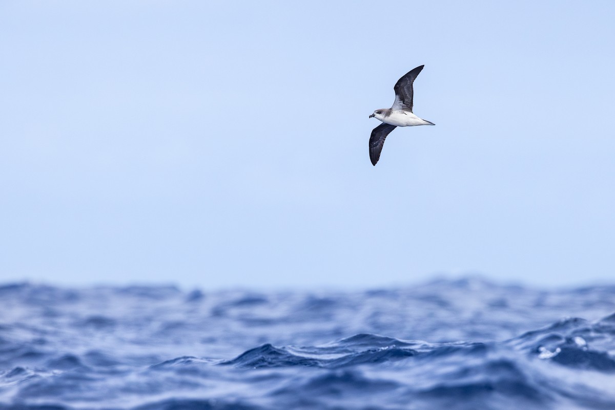 Petrel Gongón (Islas Desertas) - ML620752904