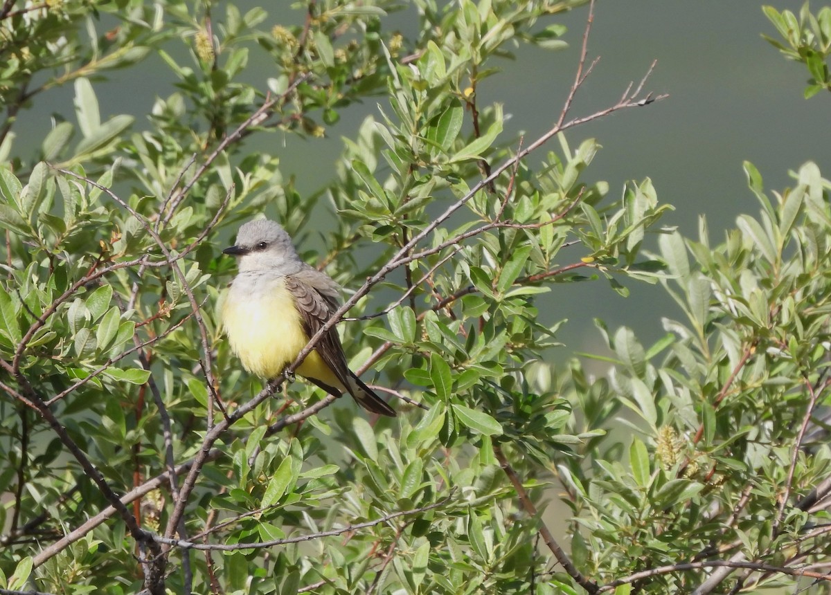 Western Kingbird - ML620752913