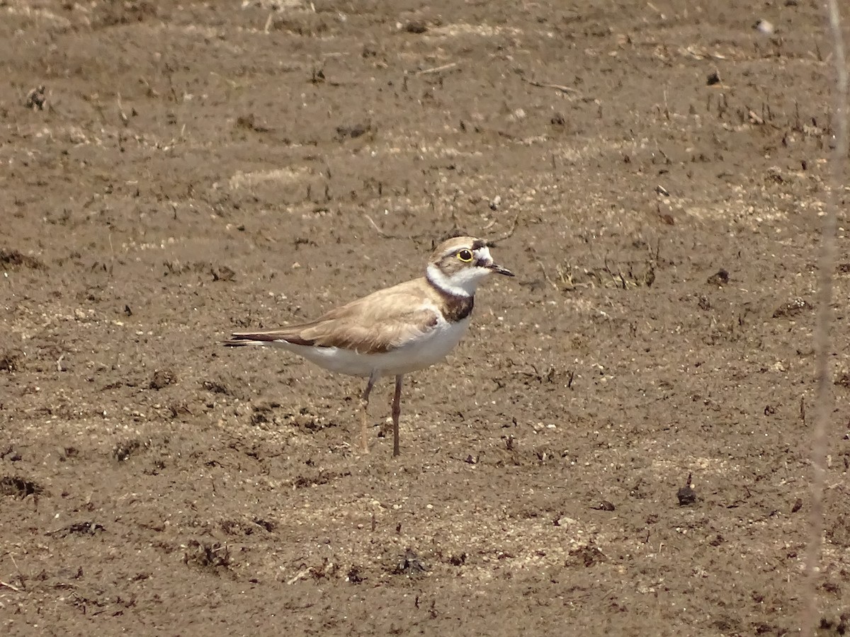 Little Ringed Plover - ML620752914