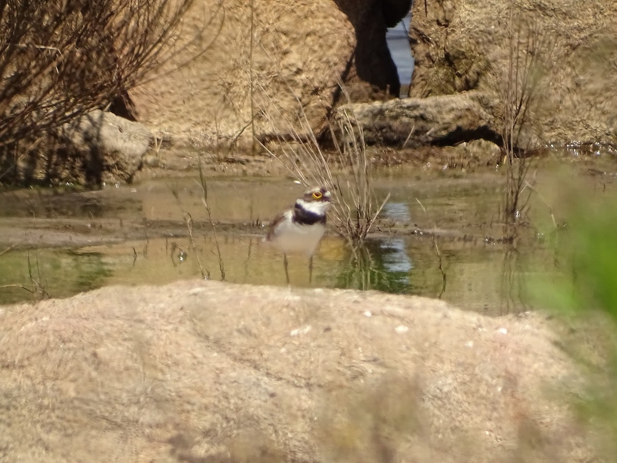 Little Ringed Plover - ML620752928