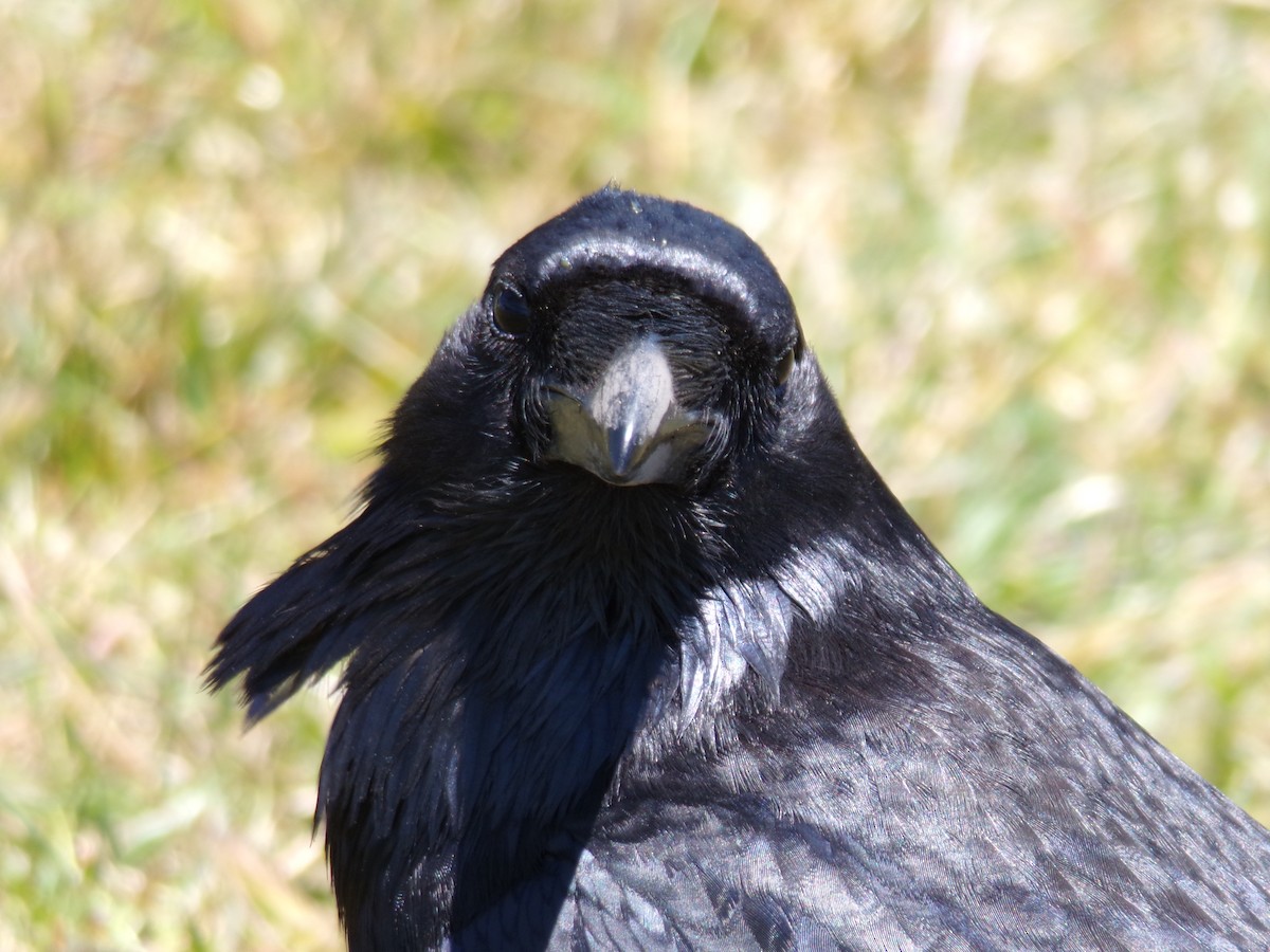 Common Raven - ML620752932
