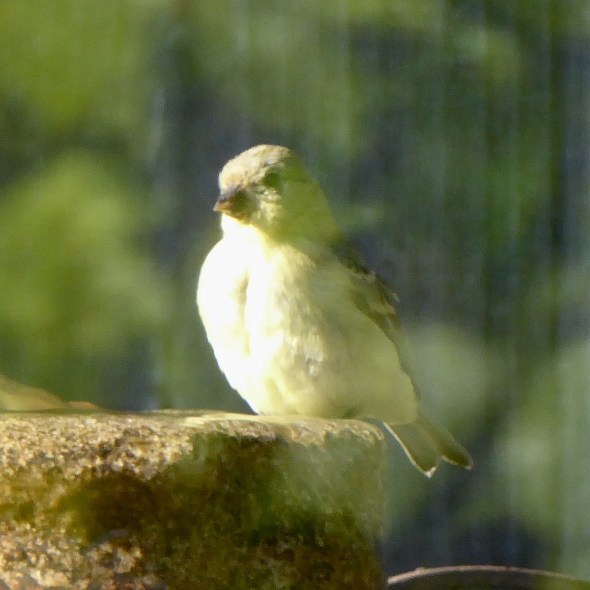 Lesser Goldfinch - ML620752939