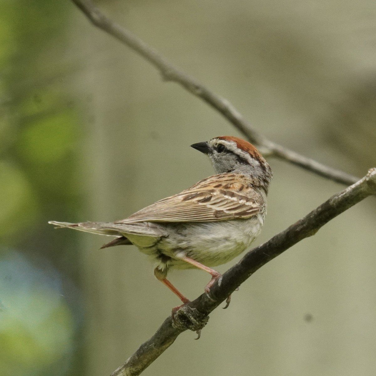 Chipping Sparrow - ML620752950