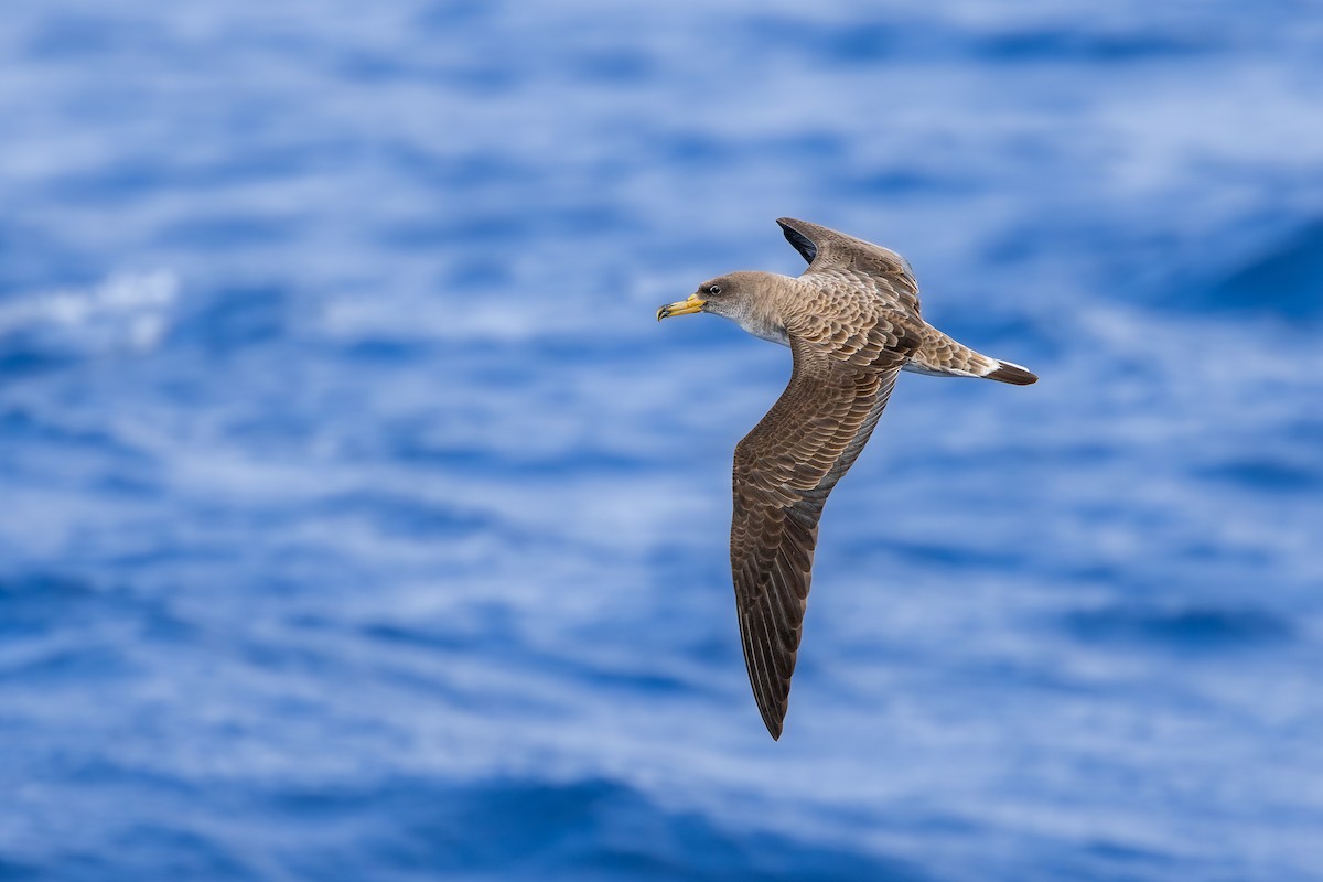 Cory's Shearwater (borealis) - ML620752962