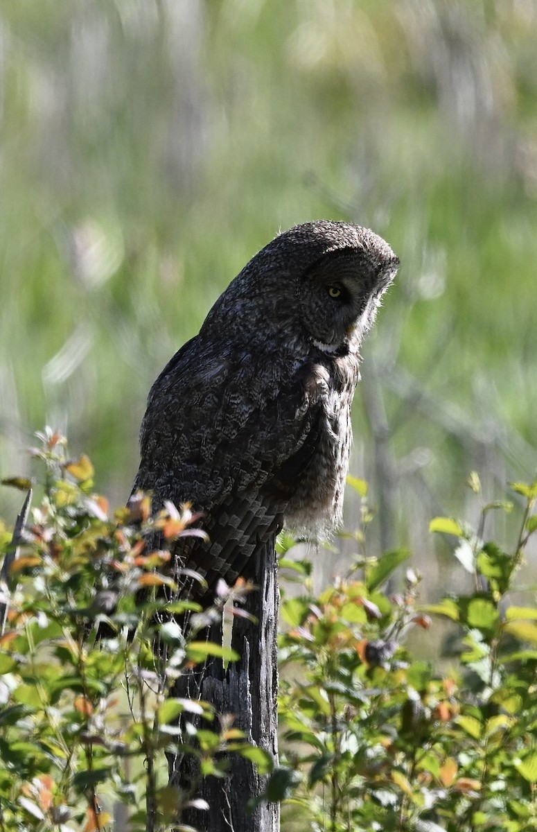 Great Gray Owl - ML620752971