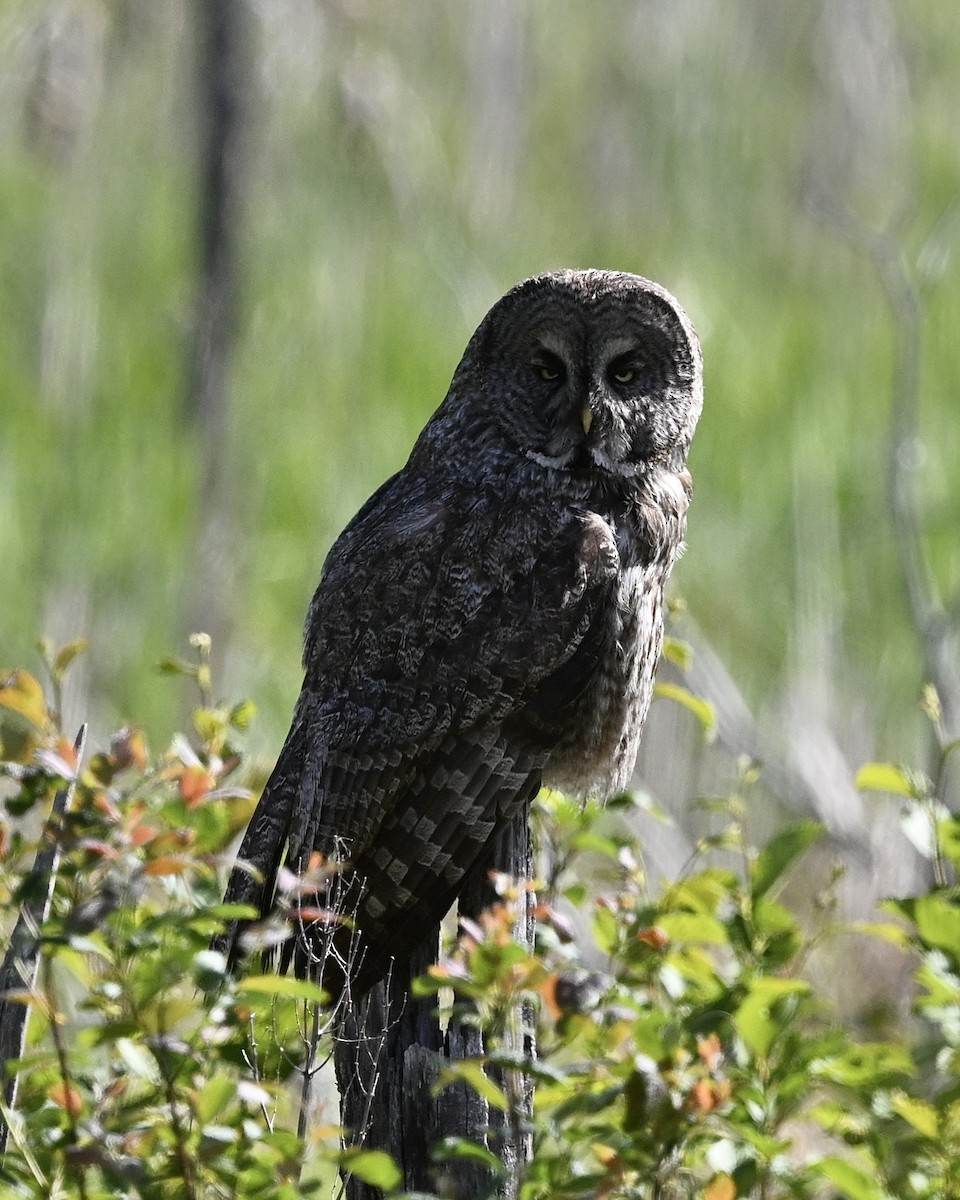 Great Gray Owl - ML620752972