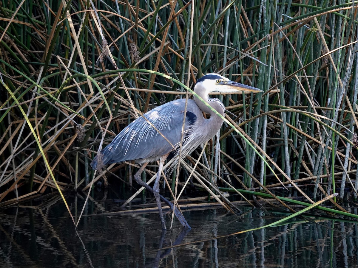 Great Blue Heron - ML620752992