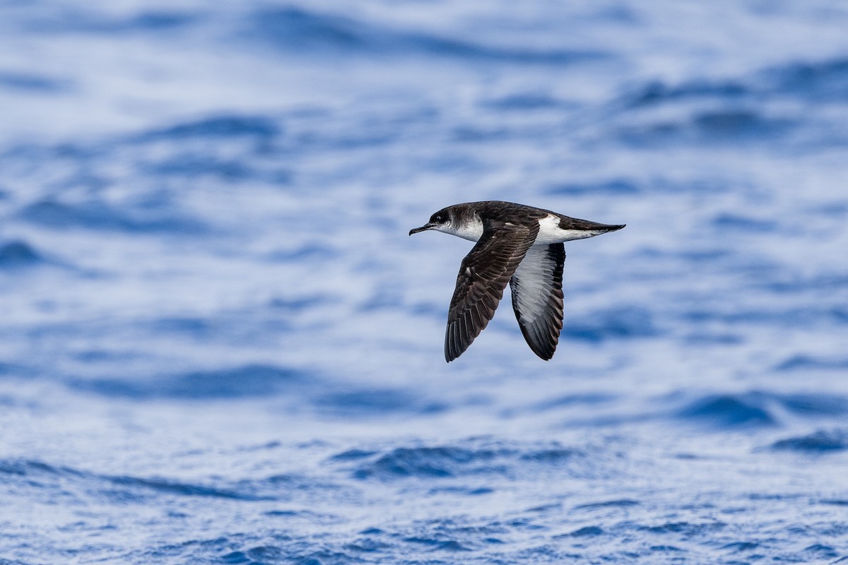 マンクスミズナギドリ - ML620752998