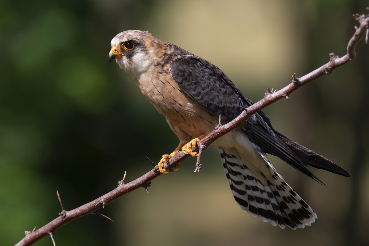 Red-footed Falcon - ML620753009