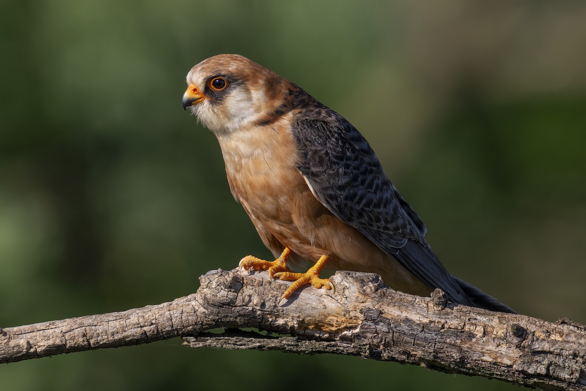Red-footed Falcon - ML620753010