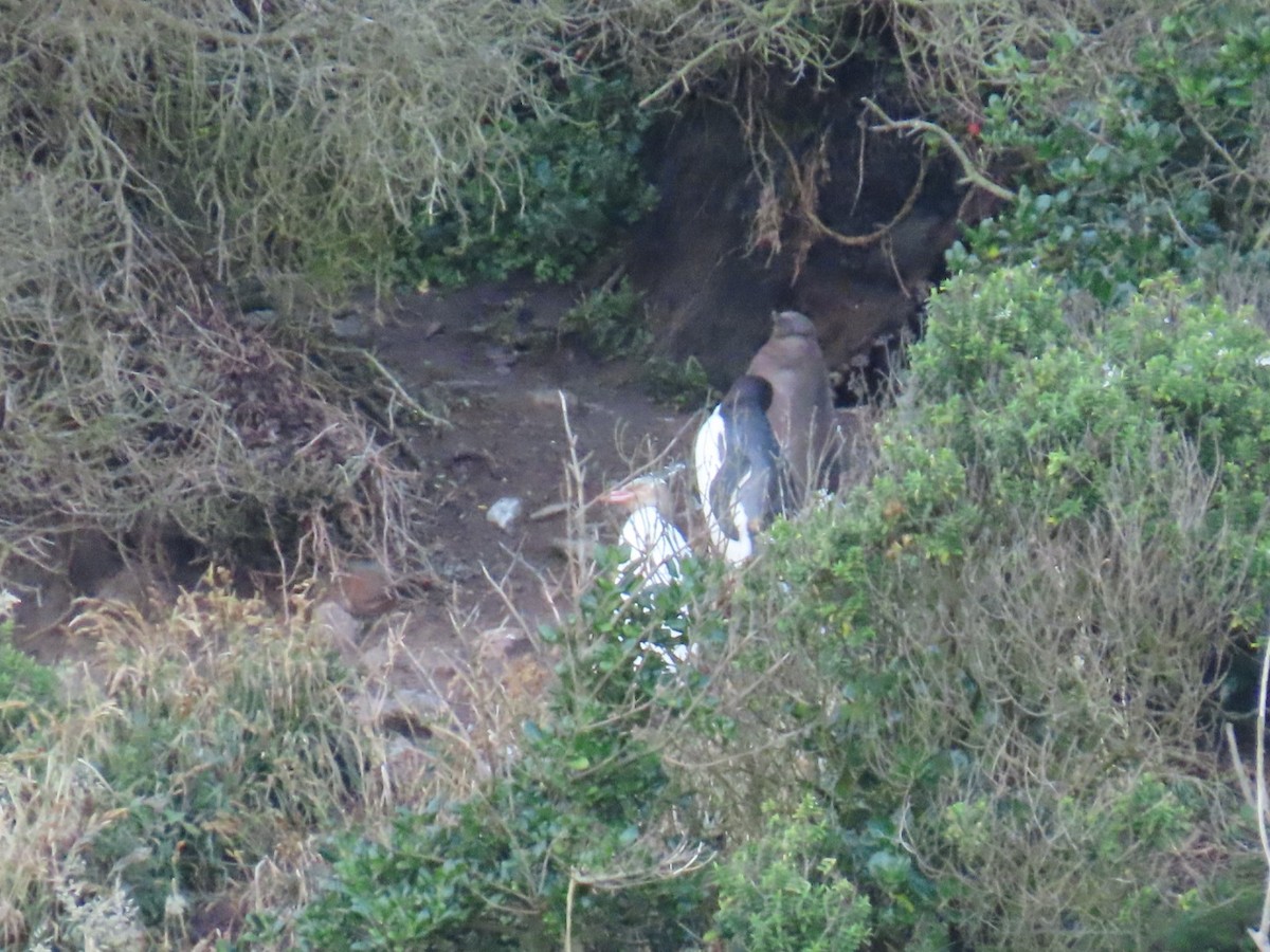 Yellow-eyed Penguin - ML620753013