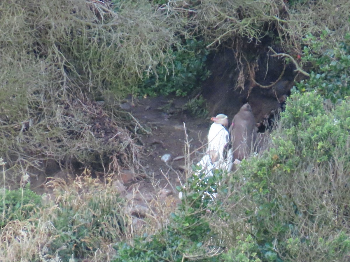 Yellow-eyed Penguin - ML620753014