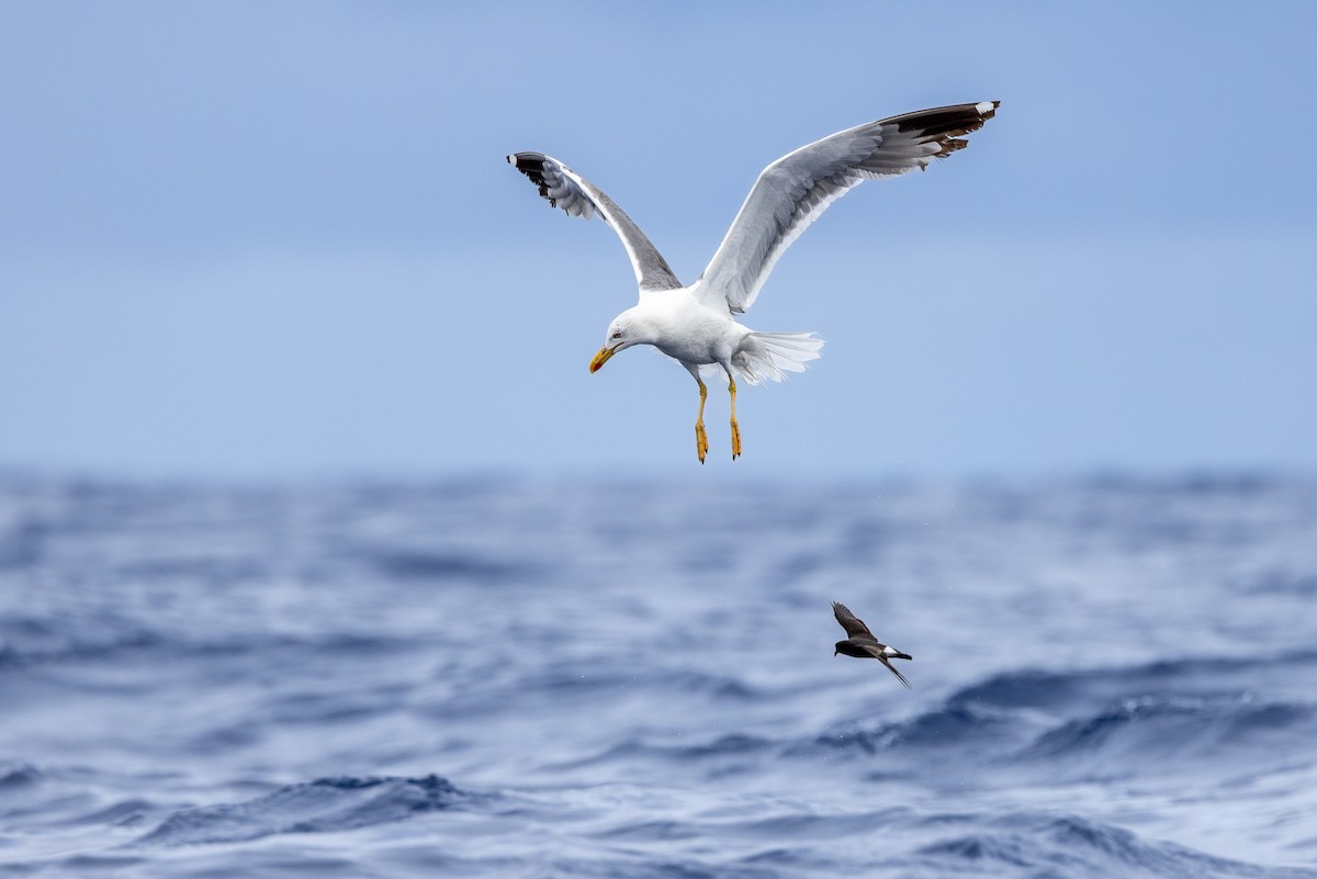 Yellow-legged Gull (atlantis) - ML620753020