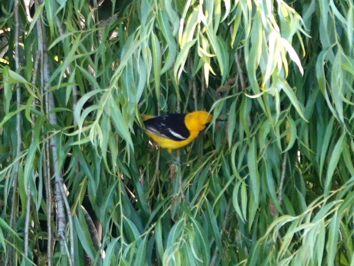 Hooded Oriole - ML620753032