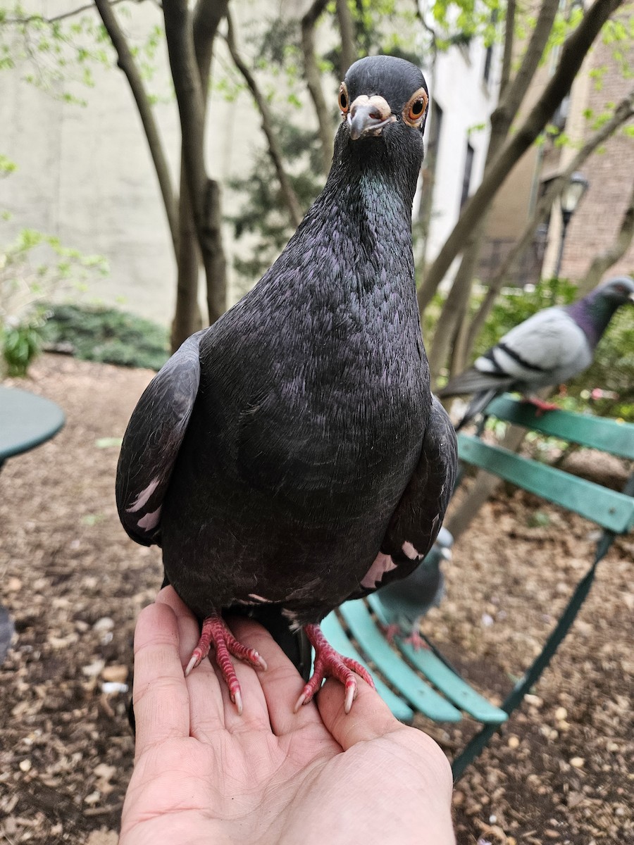Rock Pigeon (Feral Pigeon) - ML620753050