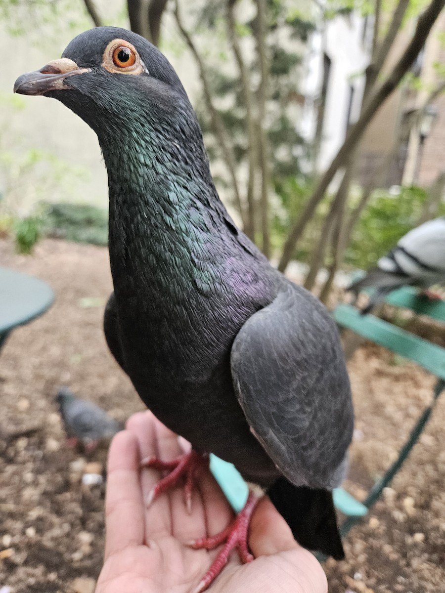 Pigeon biset (forme domestique) - ML620753051