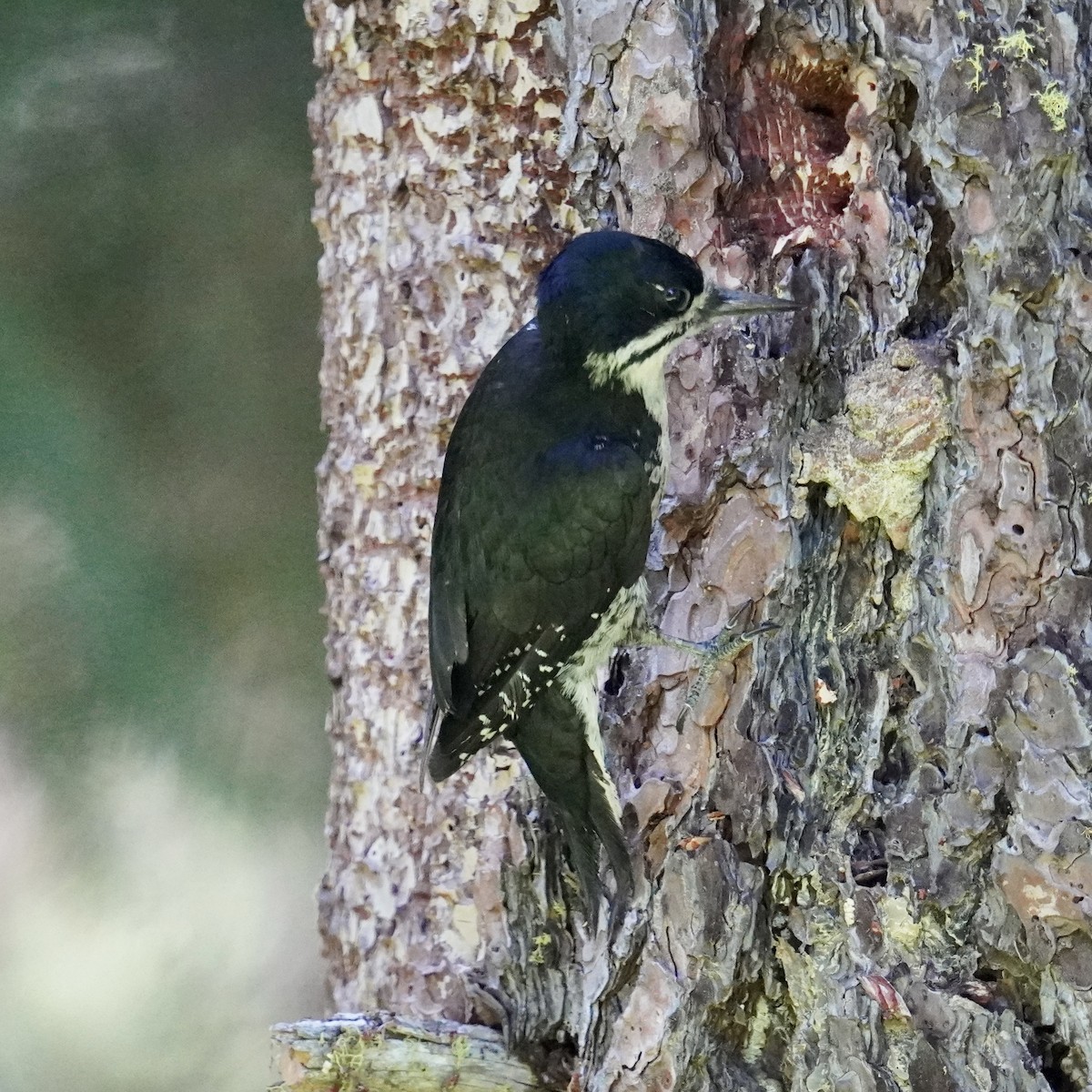Black-backed Woodpecker - ML620753055