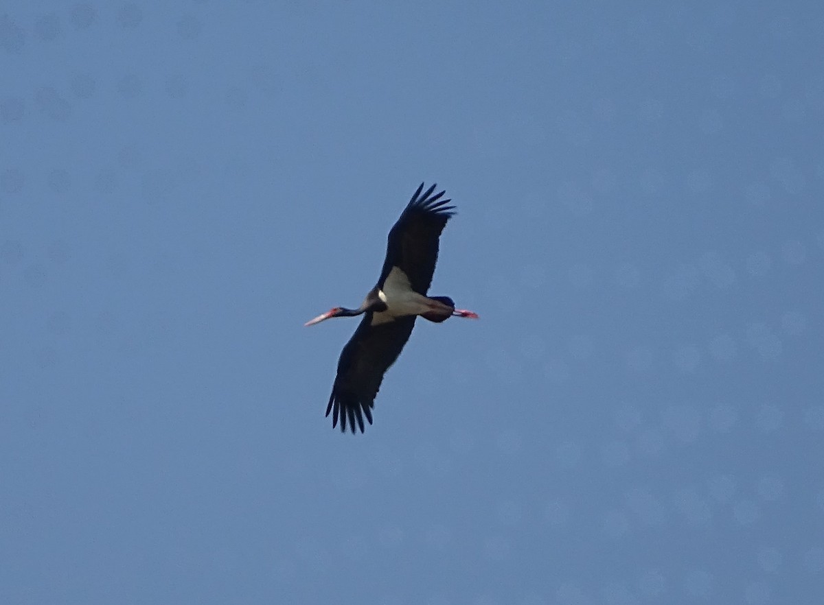 Black Stork - ML620753100