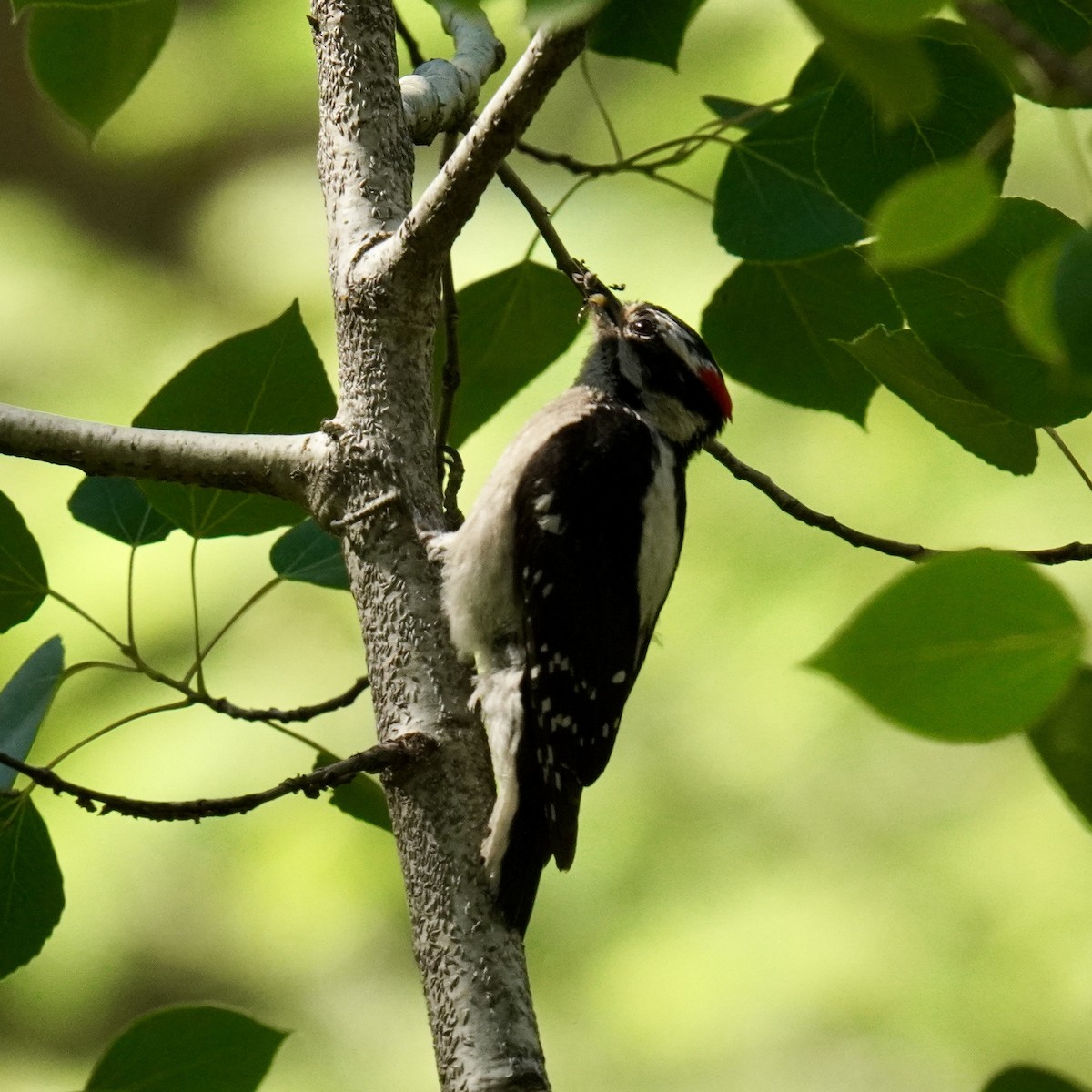 Downy Woodpecker - Matthew Mottern