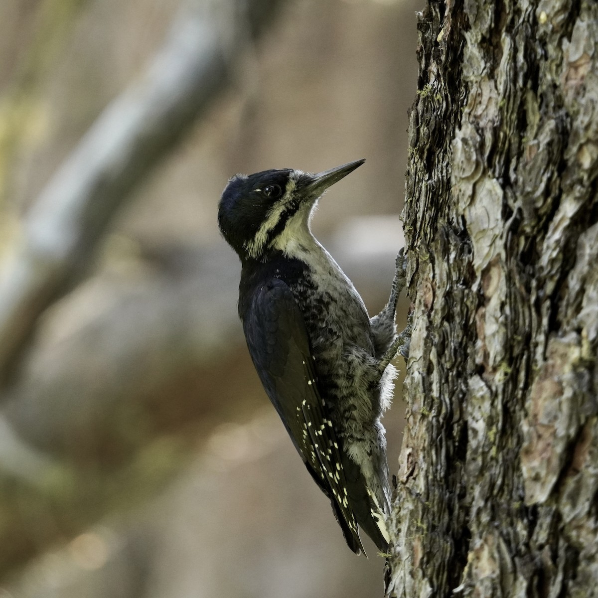 Black-backed Woodpecker - Matthew Mottern