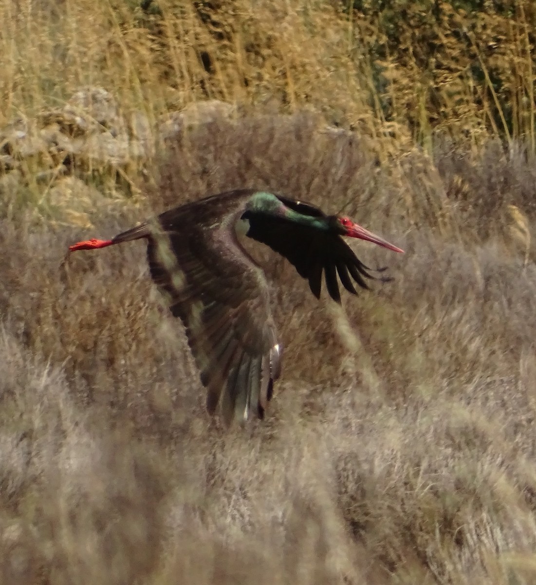 Black Stork - Jesús Ruyman Gómez Nieto
