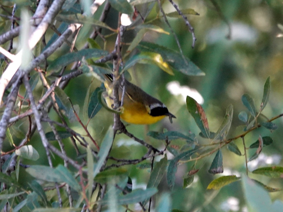 Common Yellowthroat - ML620753157