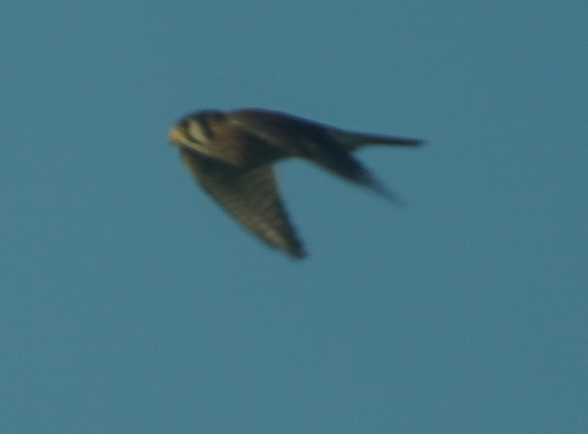 American Kestrel - ML620753162
