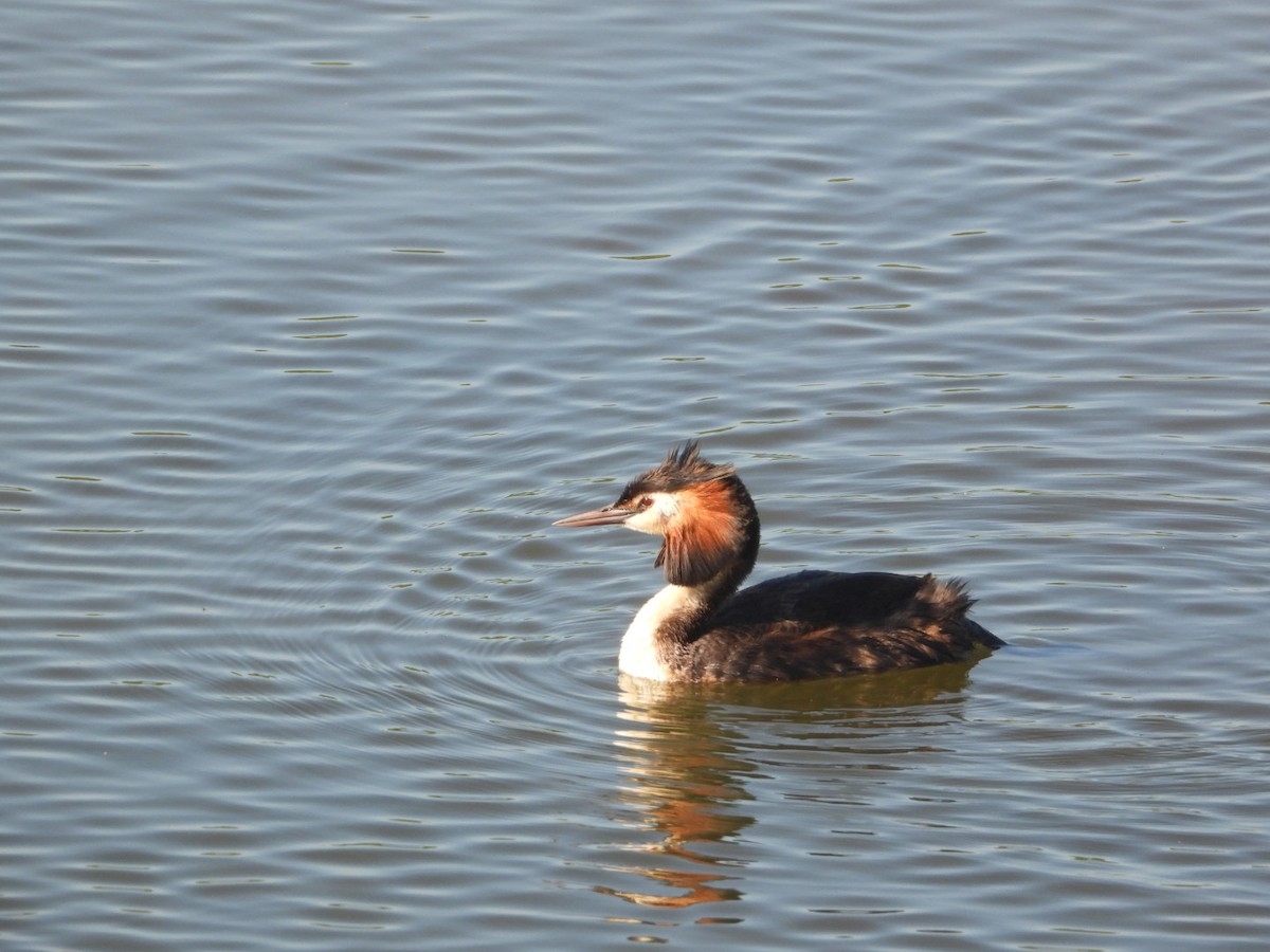 Great Crested Grebe - ML620753177
