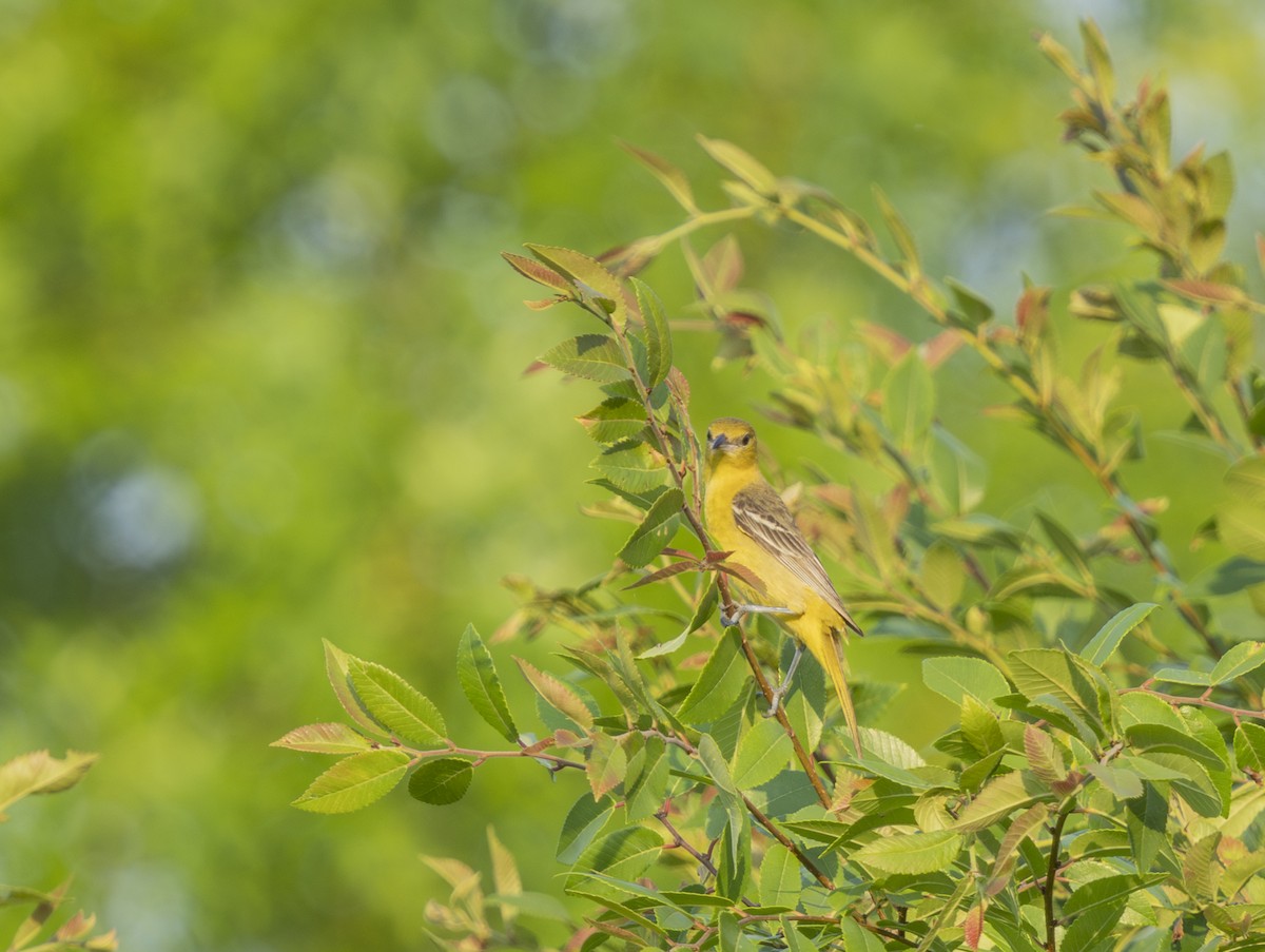 Orchard Oriole - ML620753188
