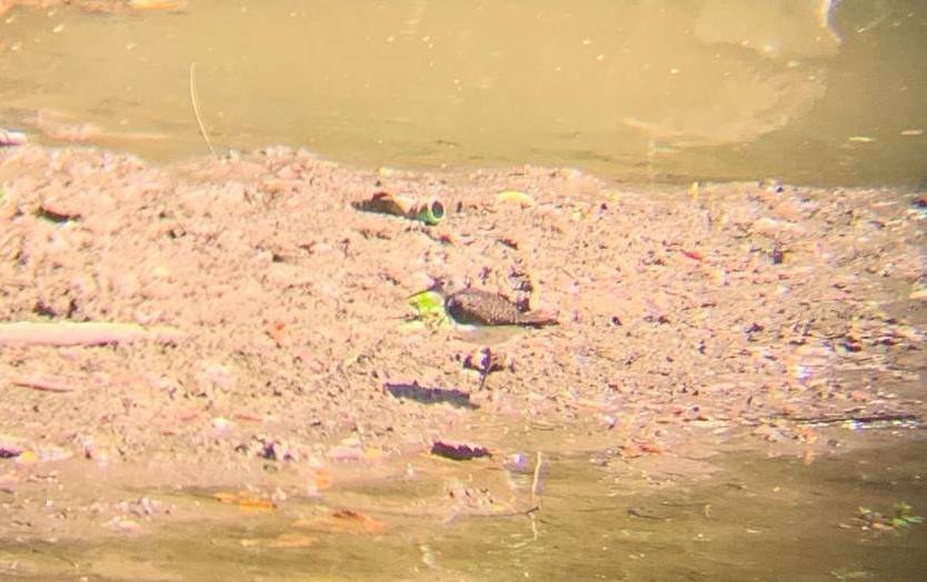 Solitary Sandpiper - ML620753199