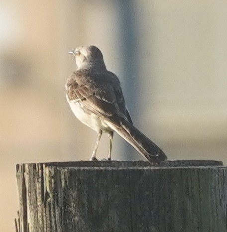 Northern Mockingbird - ML620753206