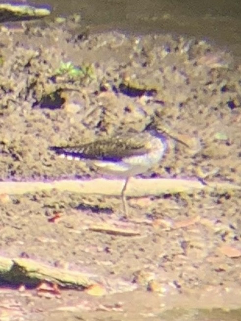 Solitary Sandpiper - ML620753212