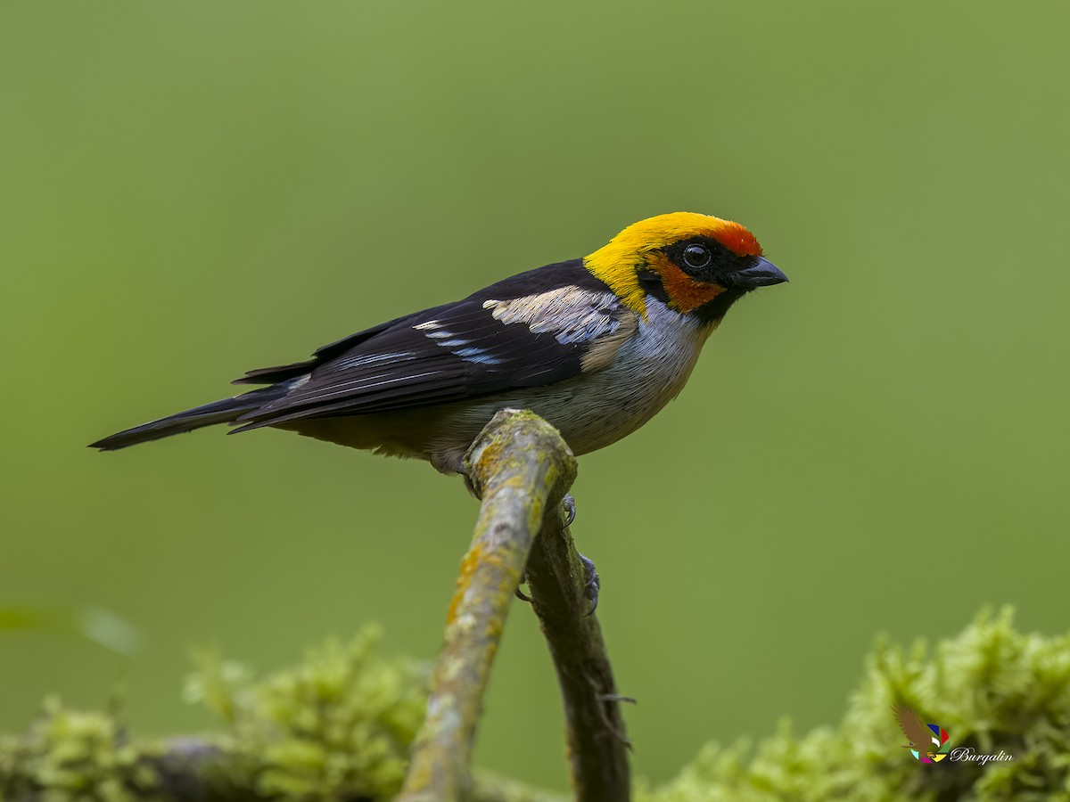 Flame-faced Tanager - ML620753221