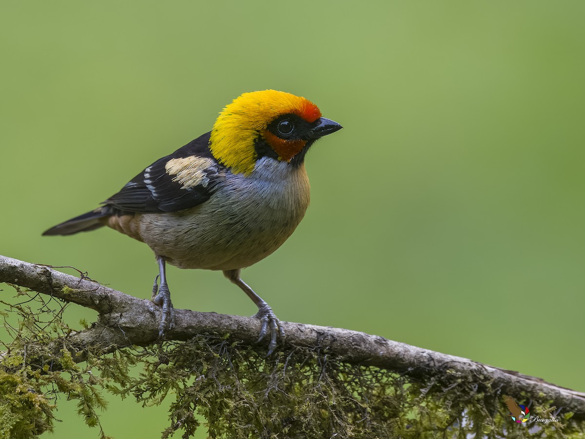 Flame-faced Tanager - ML620753222