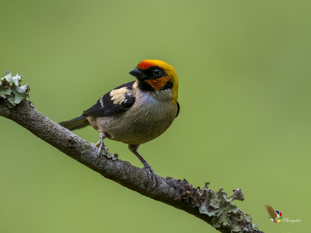 Flame-faced Tanager - ML620753223