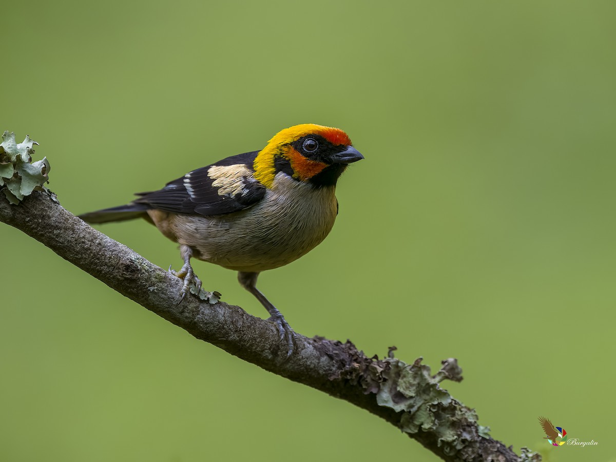 Flame-faced Tanager - ML620753224