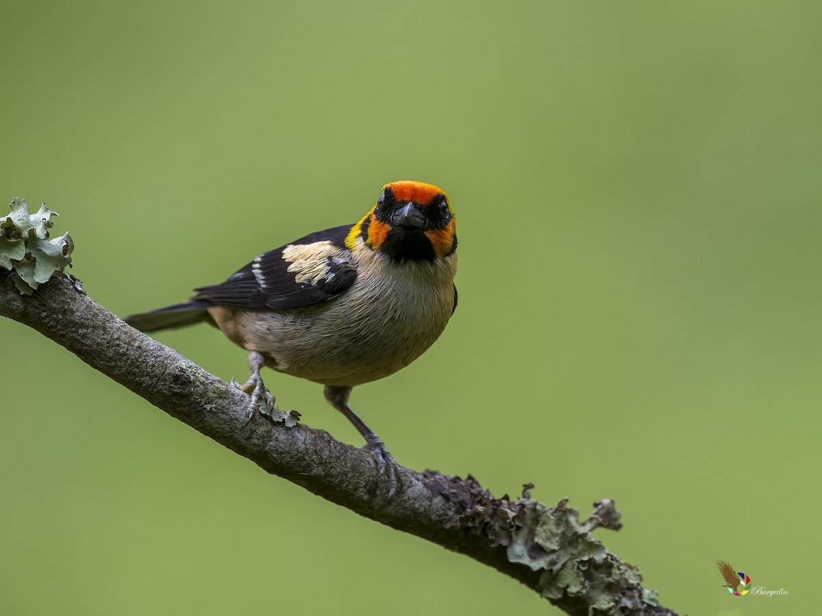 Flame-faced Tanager - ML620753225