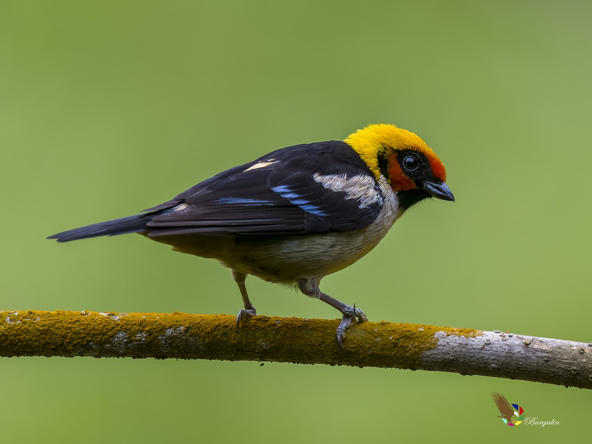 Flame-faced Tanager - ML620753226