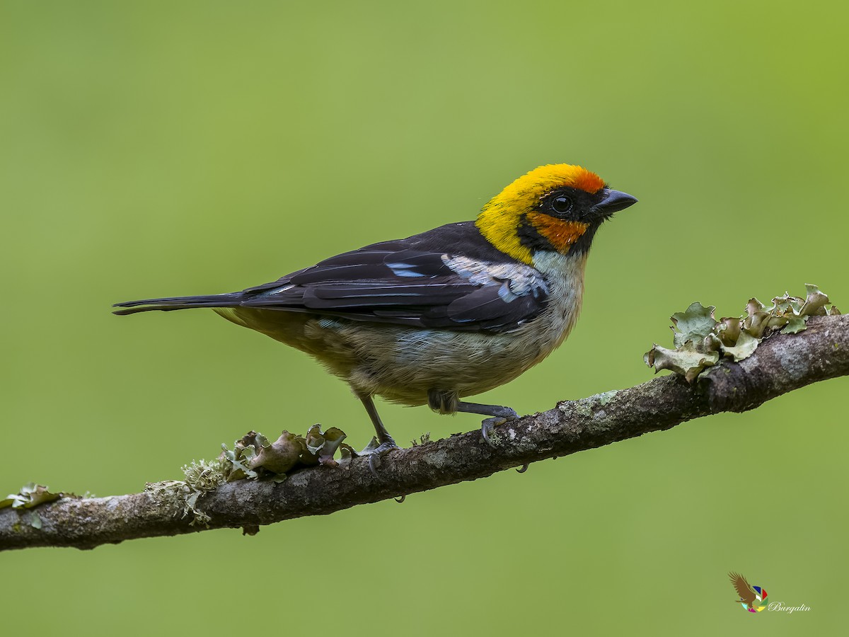 Flame-faced Tanager - ML620753227