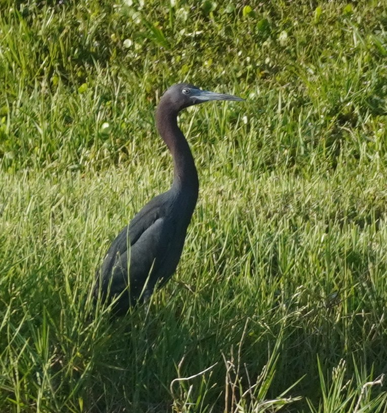 Little Blue Heron - ML620753244