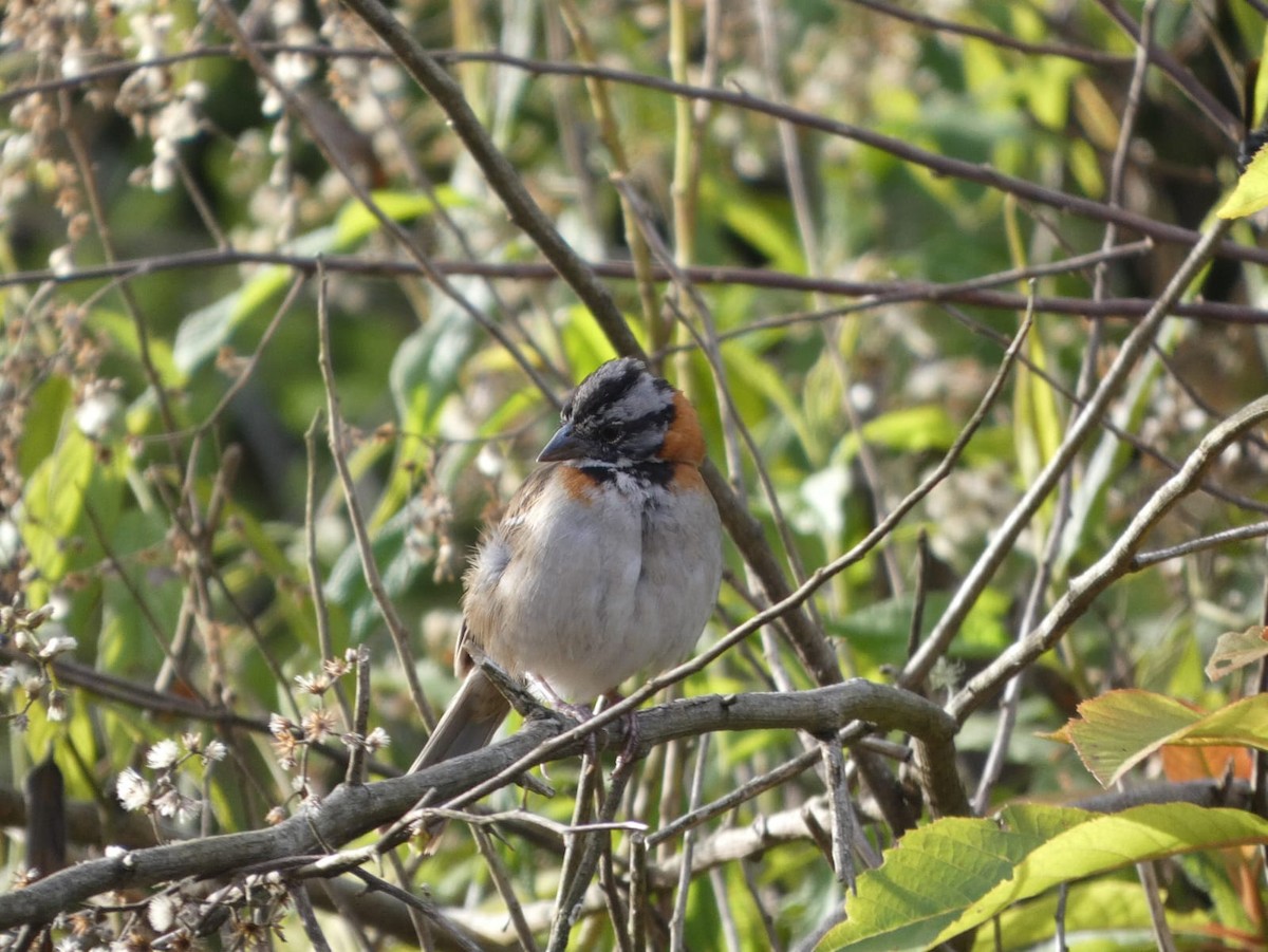 Rufous-collared Sparrow - ML620753251