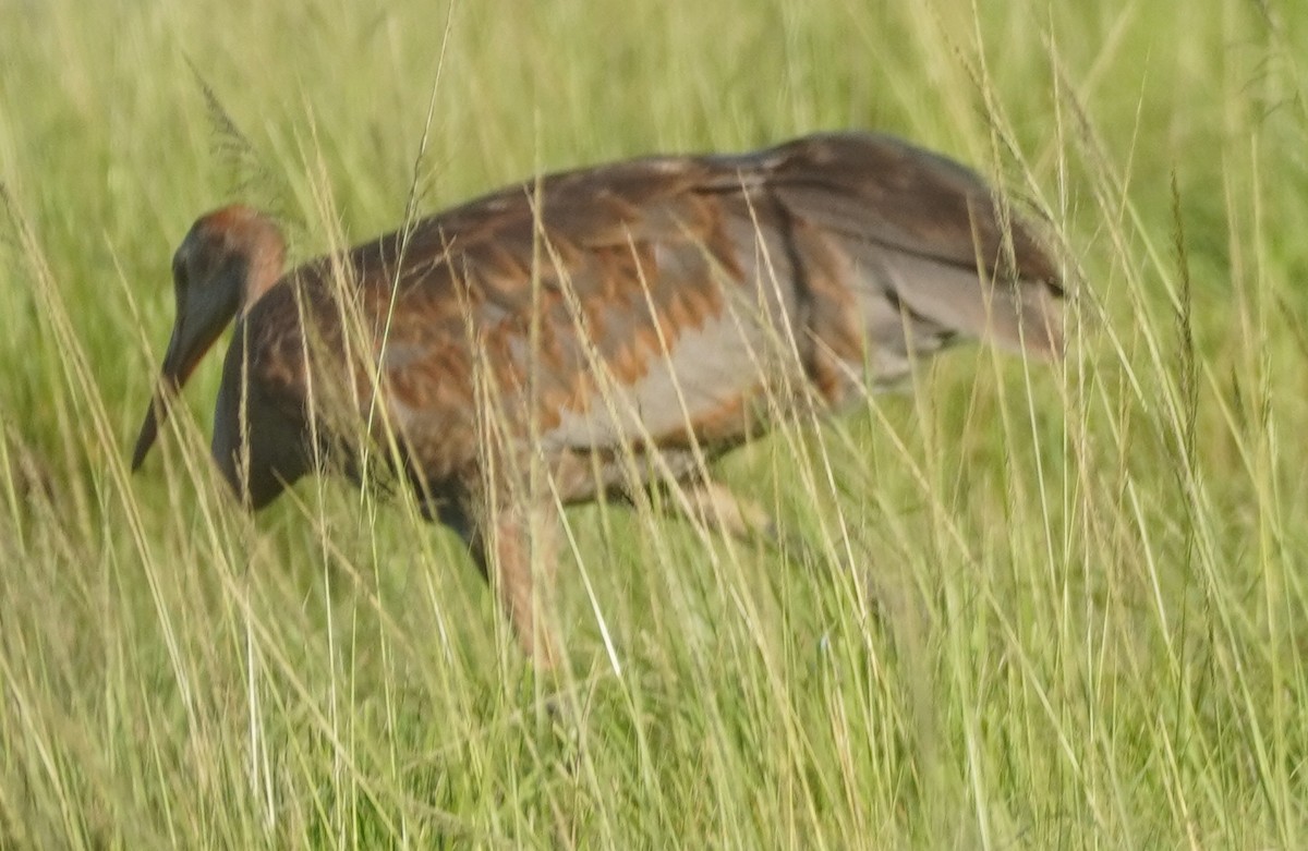 Sandhill Crane - ML620753278